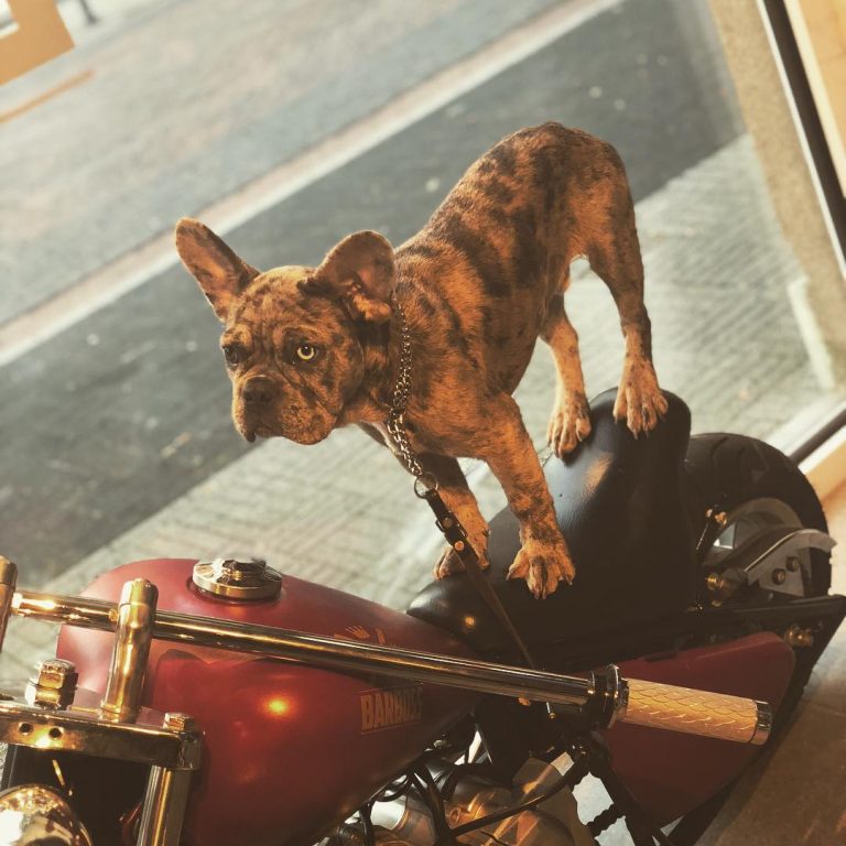 Barboss Barbershop